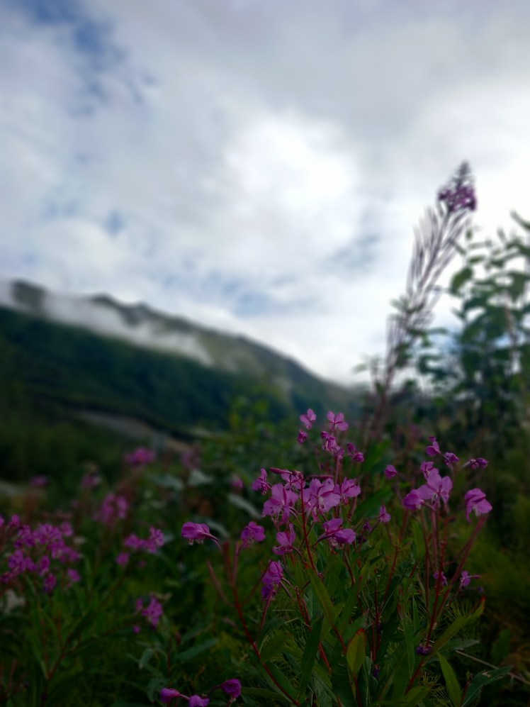 kenai fireweed