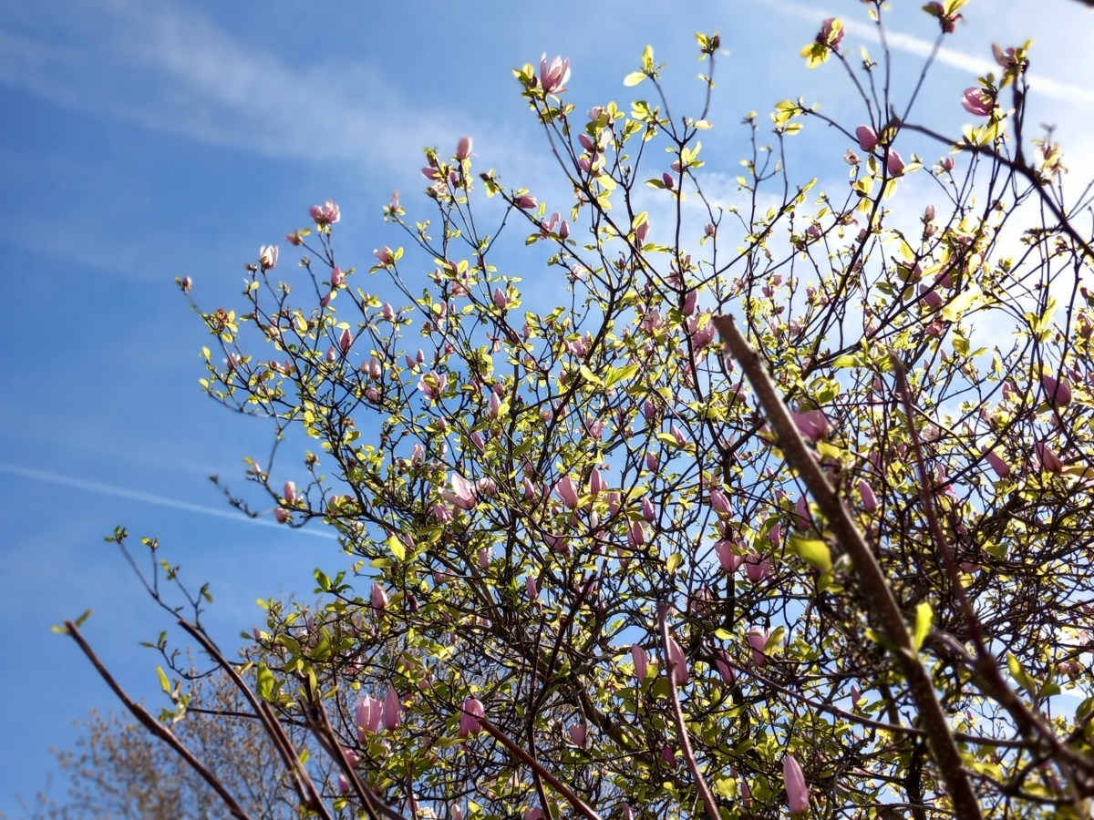 Frühjahrsmüdigkeit