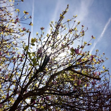 quete printemps