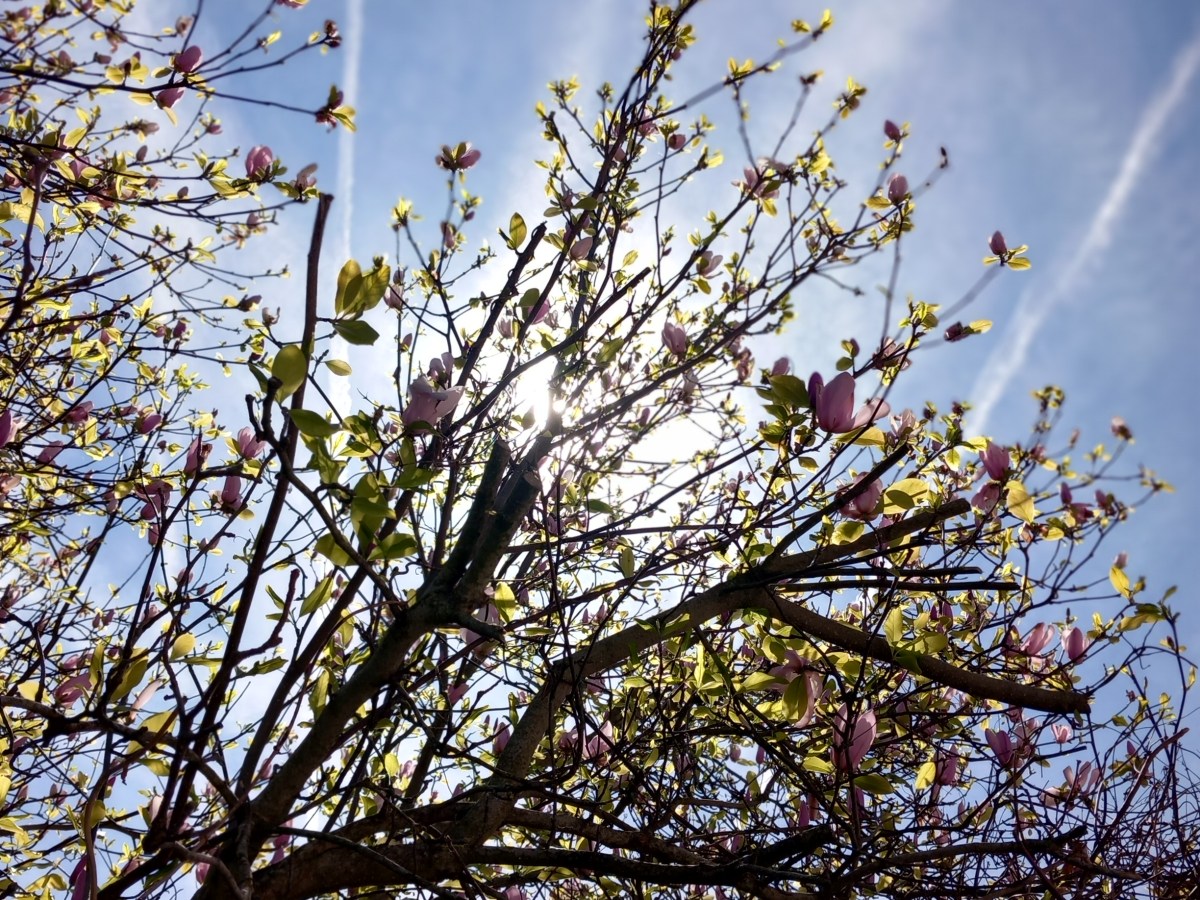 En quête de&nbsp;printemps